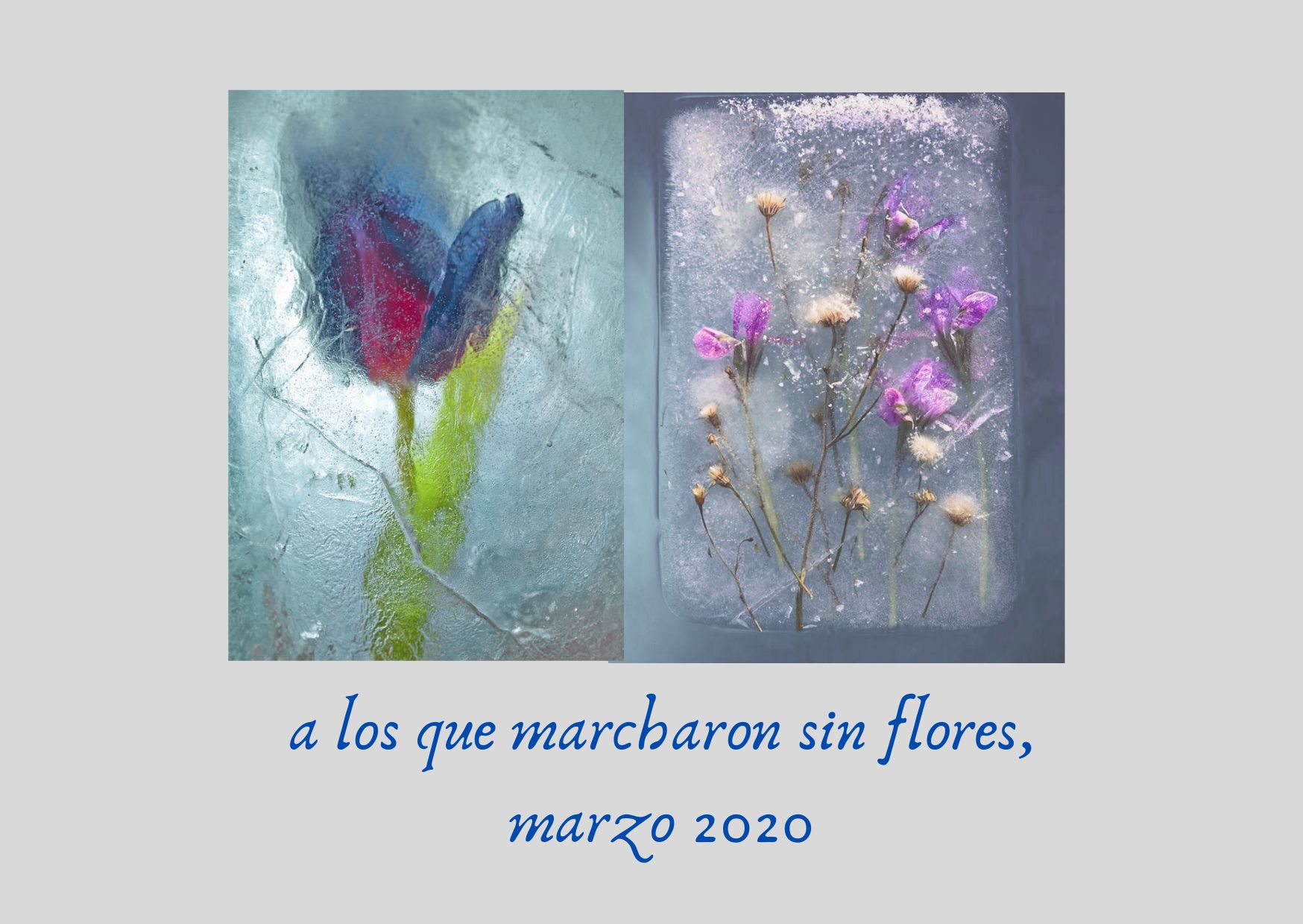 flores de hielo